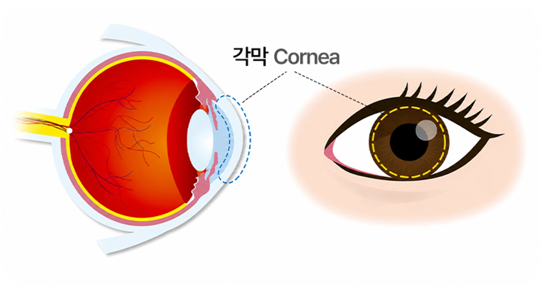 Anatomy diagram showing the position of the cornea
