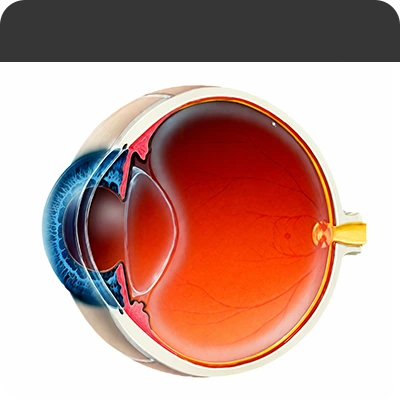 정상안 Normal Eye